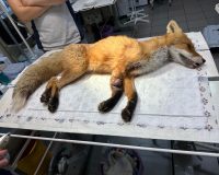 В Пучежском районе лисице, попавшей в капкан, требуется ампутация