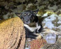Полицейские спасли травмированную собаку, замерзавшую в поле возле автотрассы