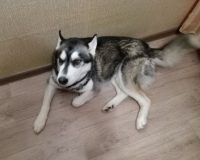 В Новгородской области бродячие собаки переданы в приют