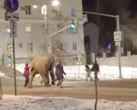 сбежавший слон
