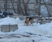 собаки