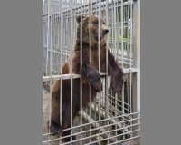 В Иркутске живодеры вырвали у медвежонка зубы и бросили в тайге