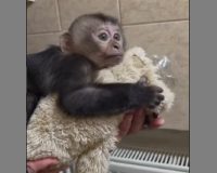 В Петербурге повторилась история обезьянки Панчо, за которой следил весь мир