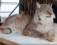Ивановский зоопарк перешёл на весенний режим работы