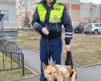 Сотрудники новгородской ДПС вычислили водителя, сбившего собаку на трассе