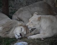 В Волгоградском центре для животных спасают пятерых замученных львов