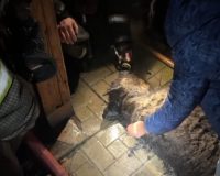 В Шуе спасли овчарку Мону, потерявшую хозяина в пожаре