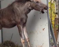 Лосёнок из Ивановской области обрёл новый дом в Калужской области