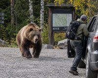 Медведь вышел в город и пришел к люксовому ресторану на Красной Поляне