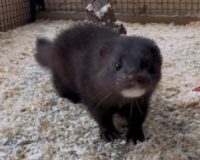 В ивановском зоопарке поселились американские норки