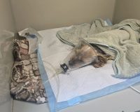 Спасённый в Комсомольском районе йорк скончался в клиник
